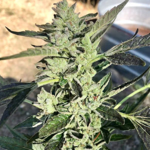 Aficionado Estates 13TH Ghost.  Limited One Time Release. 1/200 Boxes Produced. (Louis XIII OG x (Ghost OG x (Ghost OG x Creme Brulee).