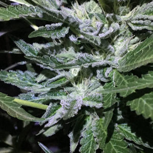 aficionado estates gaccio strain seeds