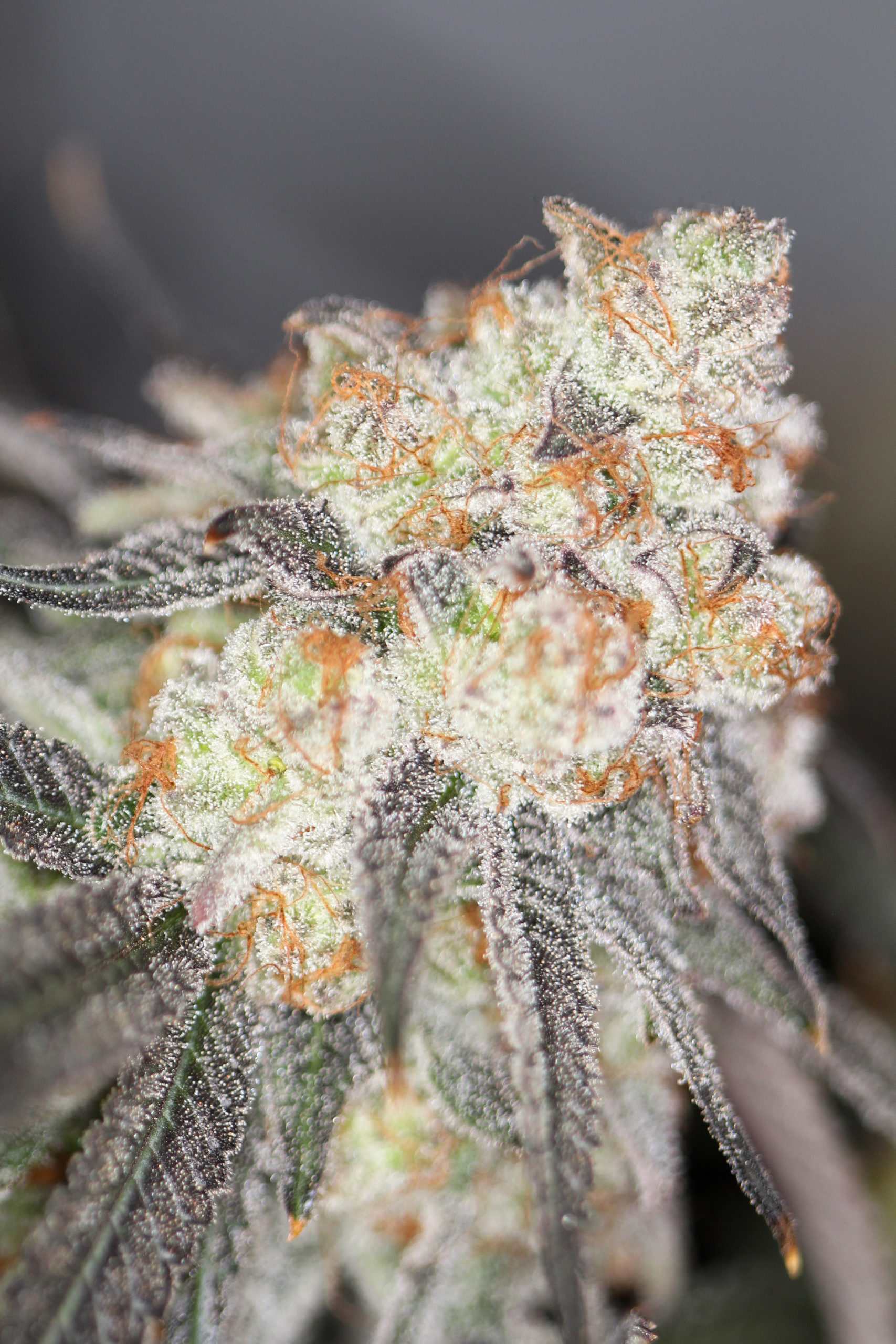 BLUEBERRY TARTZ BY SIN CITY SEEDS *Includes Freebie Pack*