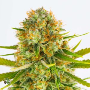 relic seeds super silver haze us seed hub