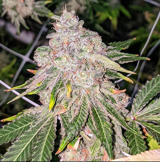 CHERRY LIME SLUSH BY UMAMI SEED CO. *Includes Freebie Pack* - Image 2