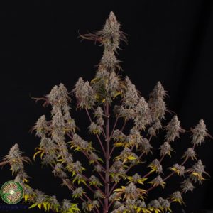 DRUNKEN GOAT BY DYNASTY/RELIC SEEDS