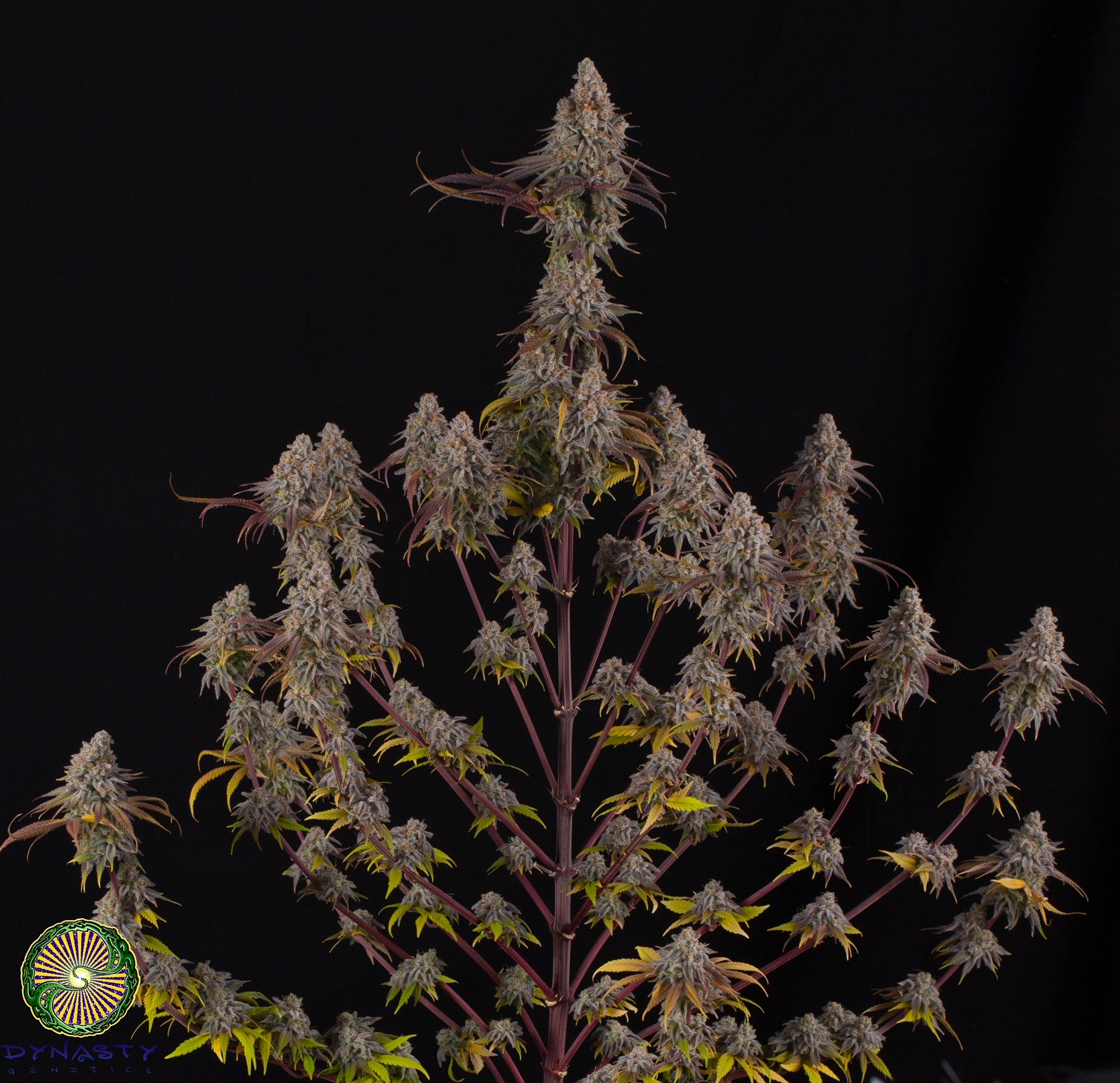 DRUNKEN GOAT BY DYNASTY/RELIC SEEDS