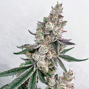 exotic genetix kacklesnatch feminized seeds