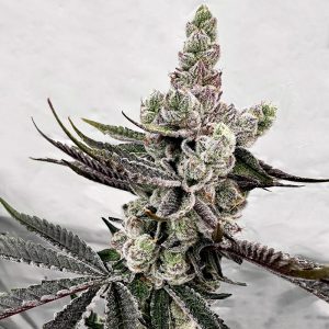 exotic genetix petrol potion feminized seeds