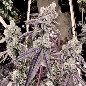 exotic genetix porto leche feminized seeds