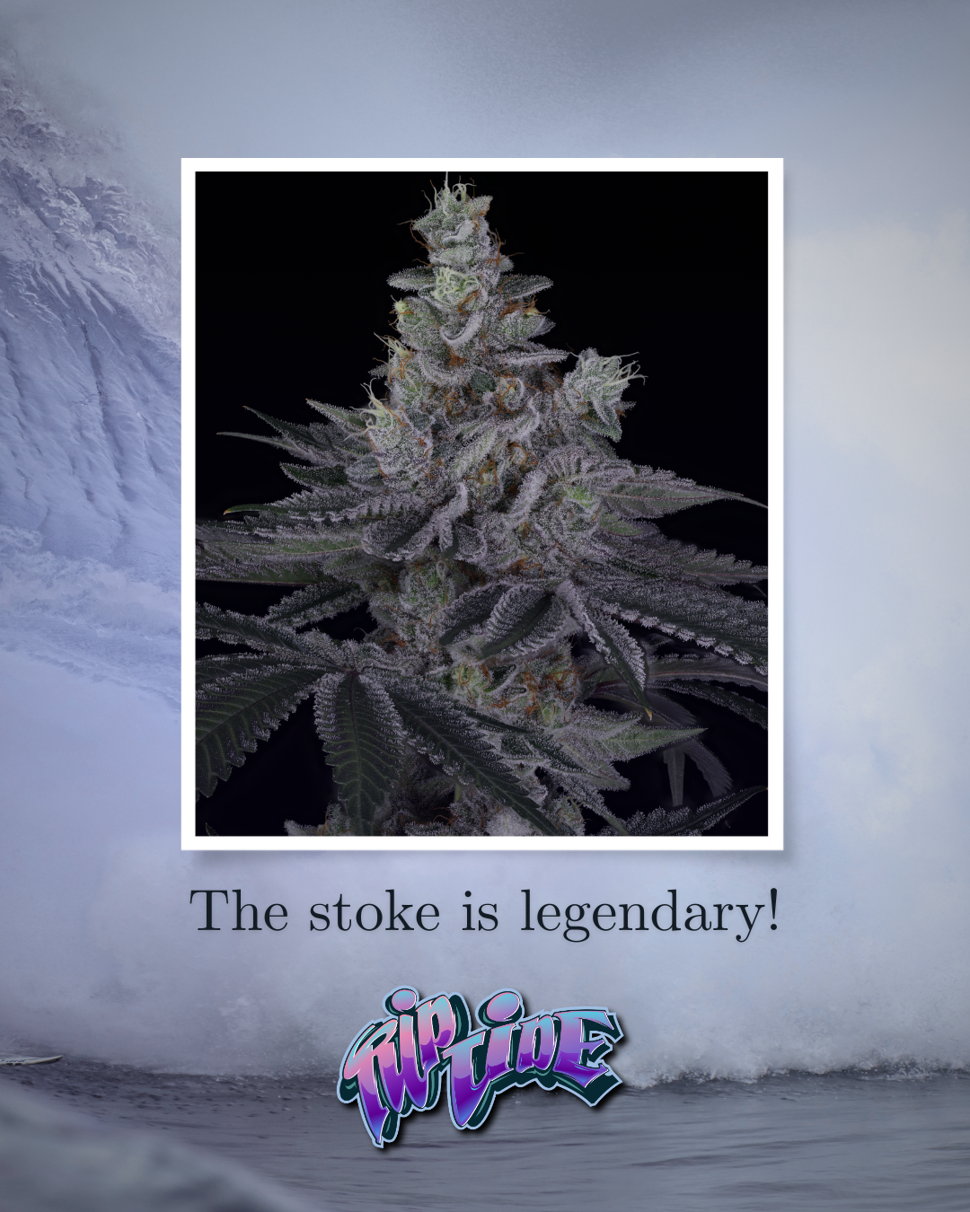 RIP TIDE BY SIN CITY SEEDS & SURF SEEDS *Includes Freebie Pack* - Image 3