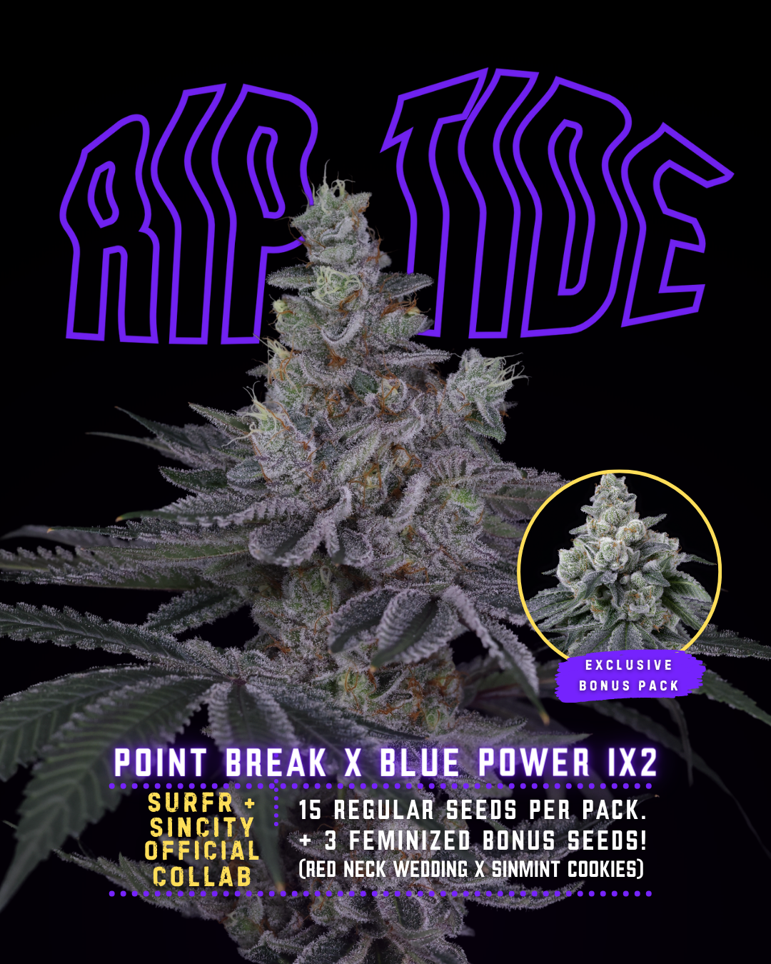 RIP TIDE BY SIN CITY SEEDS & SURF SEEDS *Includes Freebie Pack*
