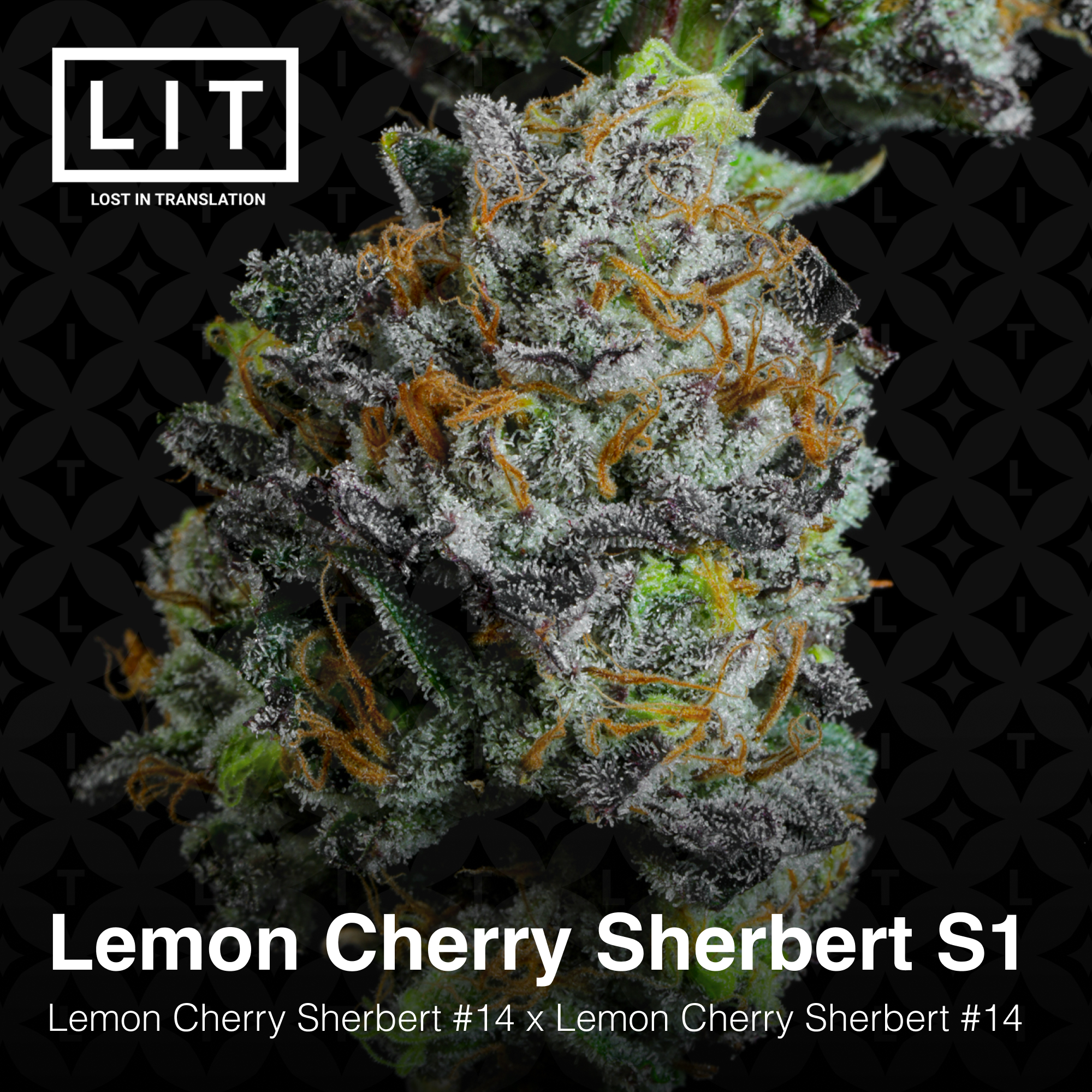 LEMON CHERRY SHERB S1 BY LIT FARMS *Includes Freebie Pack* - Image 4