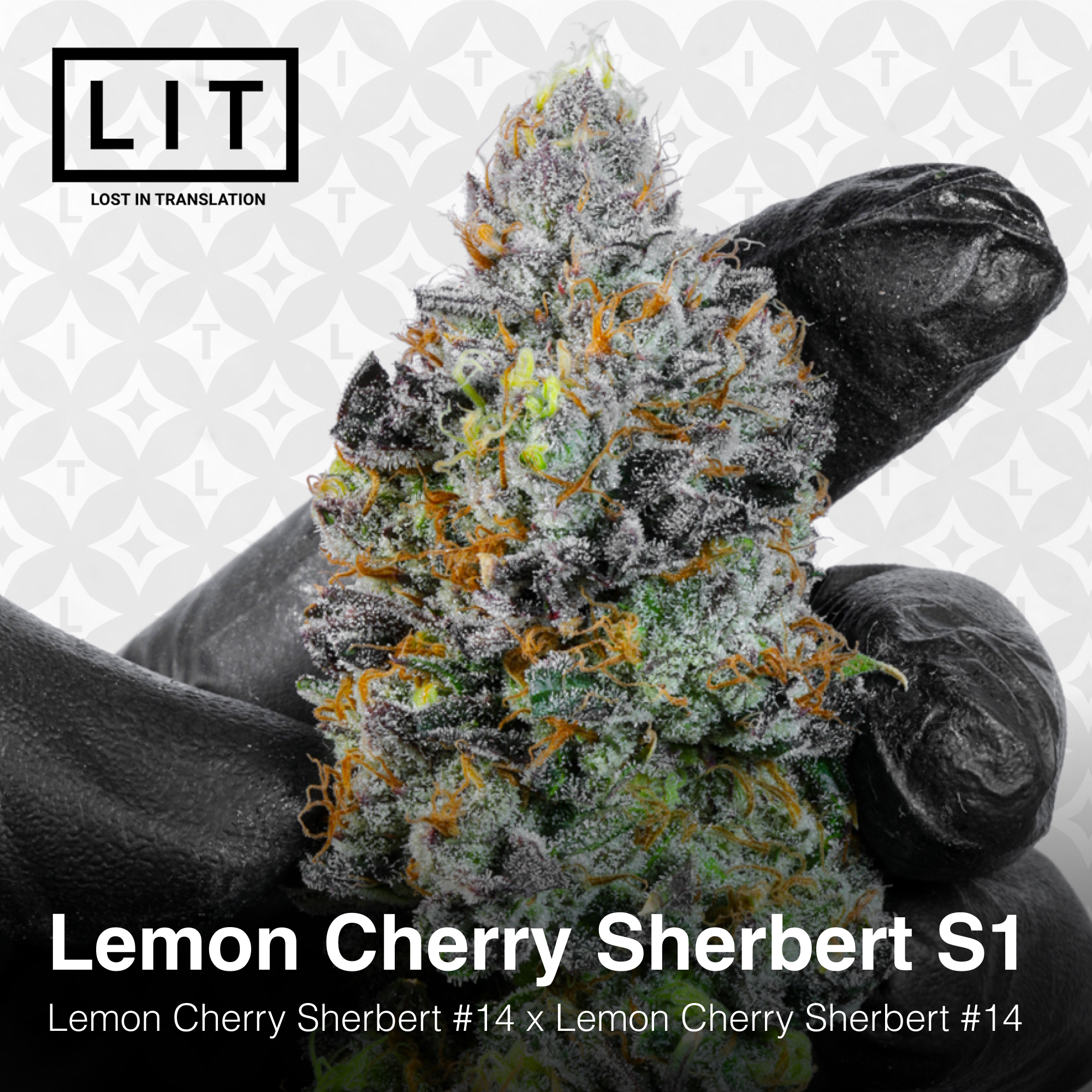 LEMON CHERRY SHERB S1 BY LIT FARMS *Includes Freebie Pack* - Image 3