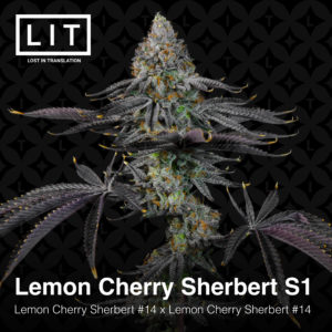 LEMON CHERRY SHERB S1 BY LIT FARMS *Includes Freebie Pack*