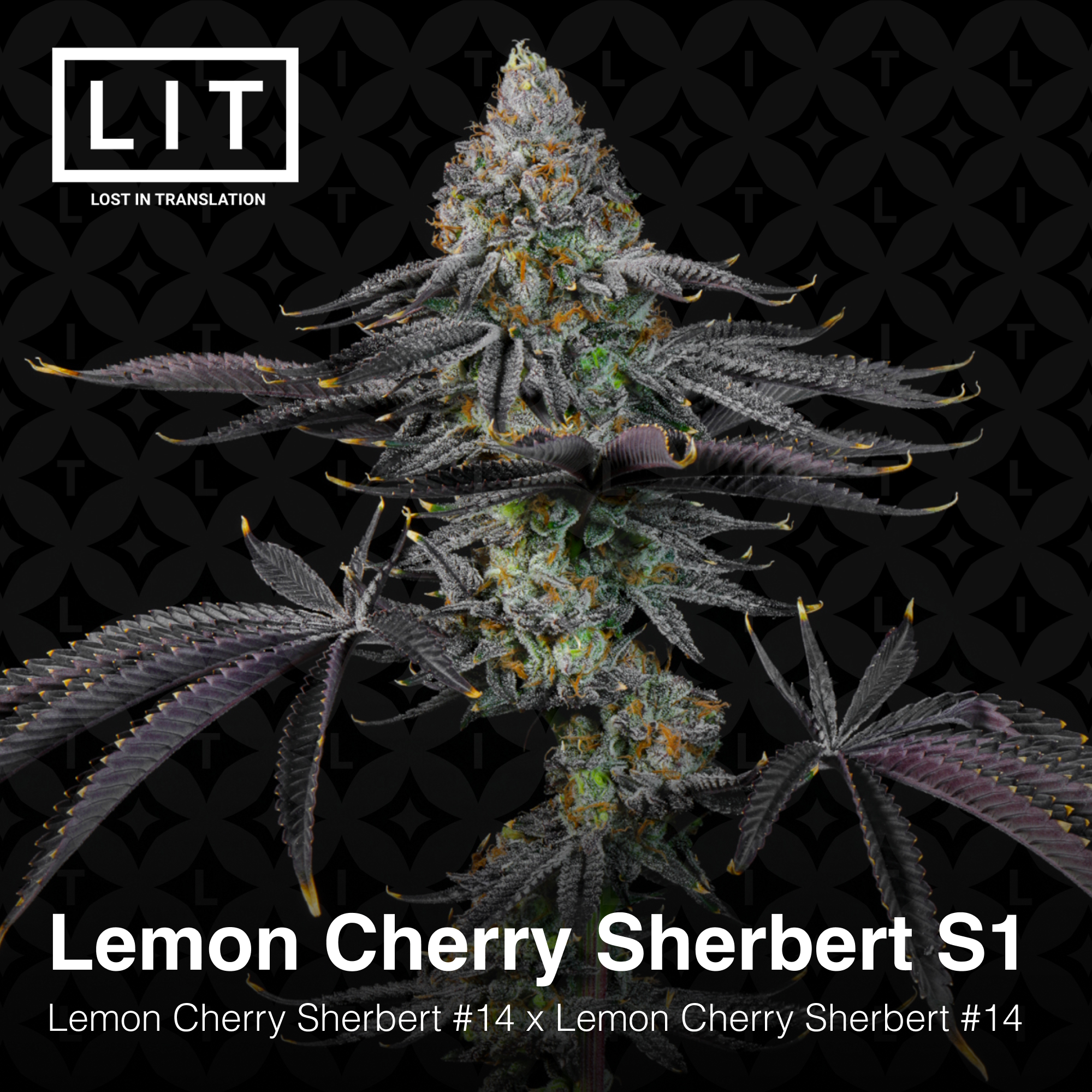 LEMON CHERRY SHERB S1 BY LIT FARMS *Includes Freebie Pack*