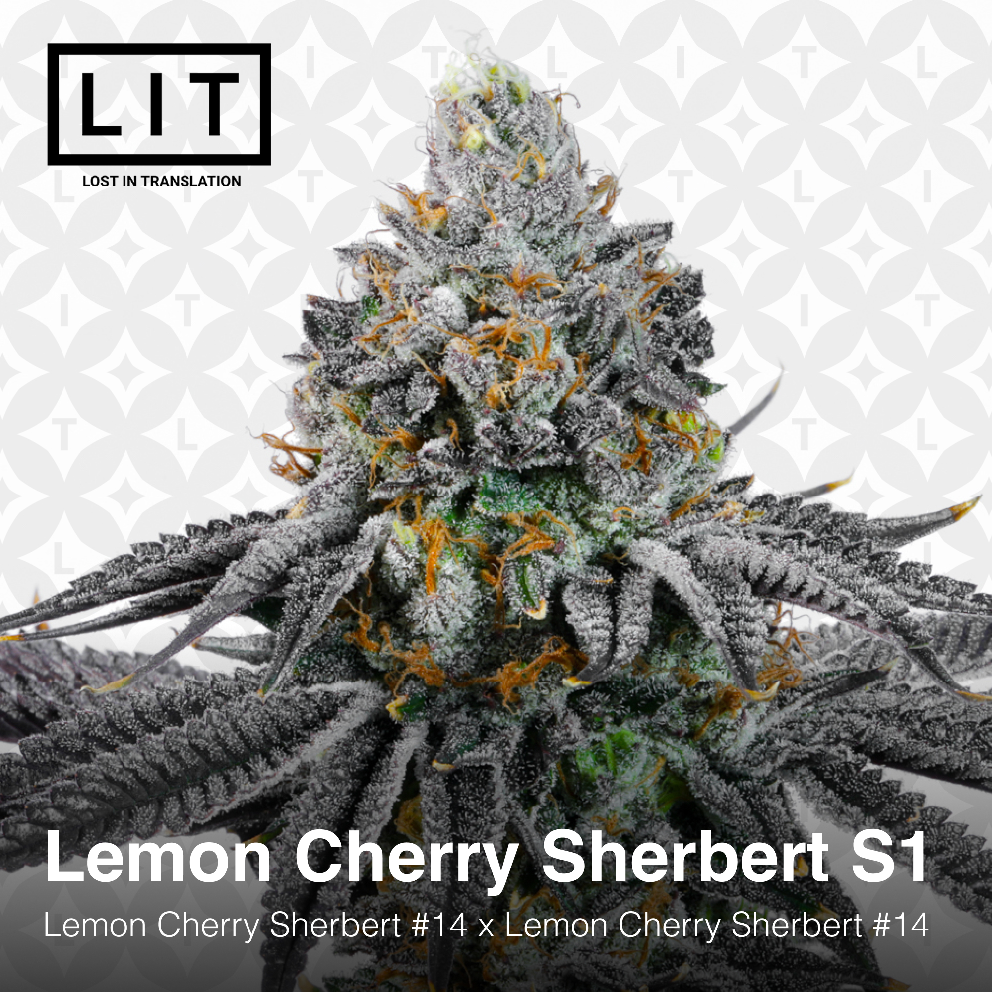 LEMON CHERRY SHERB S1 BY LIT FARMS *Includes Freebie Pack* - Image 2