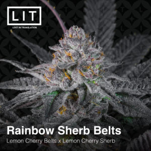 RAINBOW SHERB BELTS BY LIT FARMS *Includes Freebie Pack*