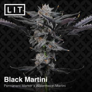 BLACK MARTINI BY LIT FARMS *Includes Bonus Pack*