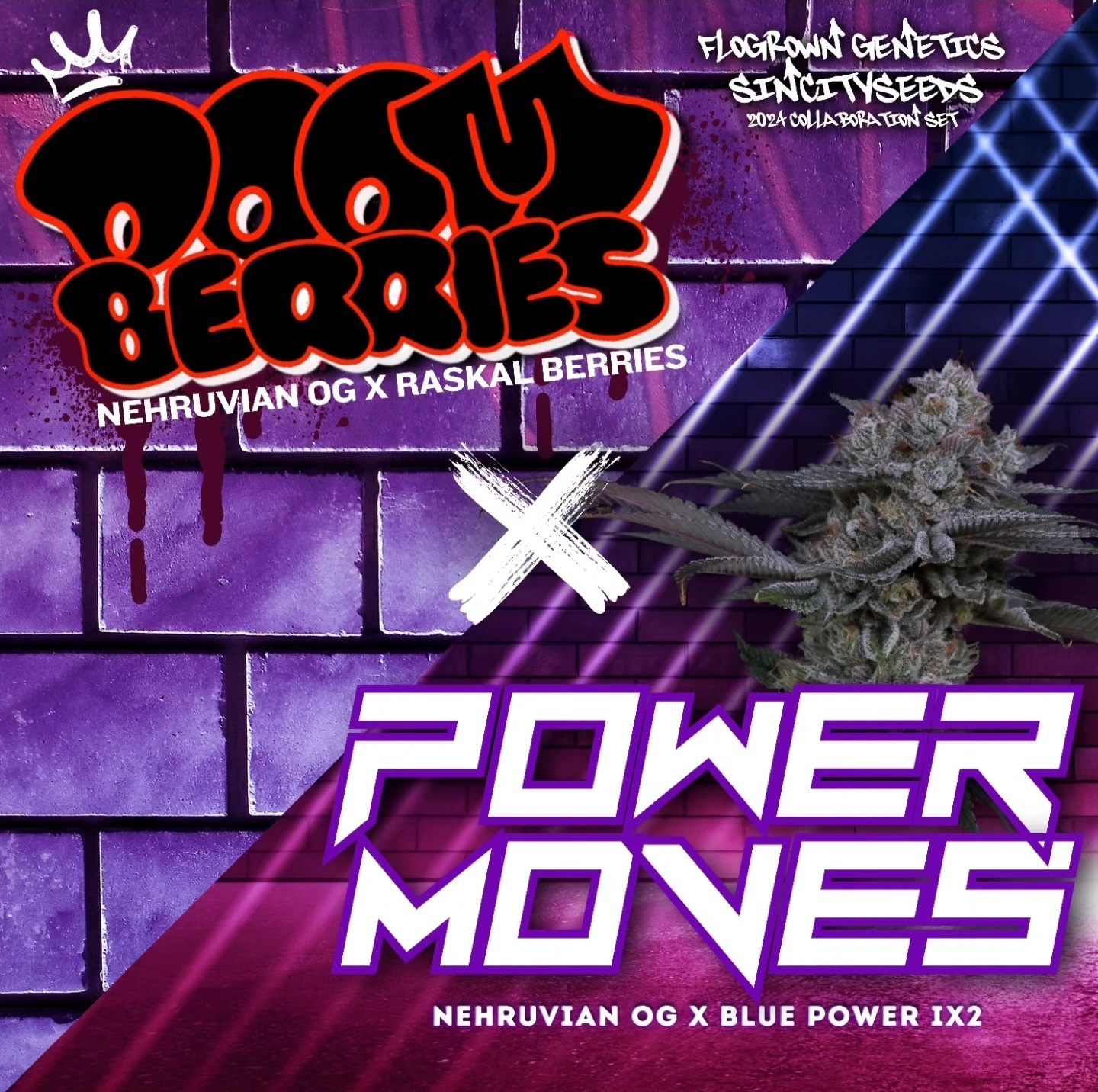 sin city seeds & flogrown genetics collab boom berries & power moves nehruvian og x raskal berries nehruvian og x blue power ix2