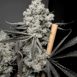 BARF BREATH BY SOLFIRE GARDENS