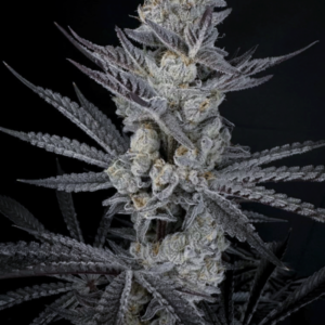 solfire gardens diamond in the back giggle gas box set