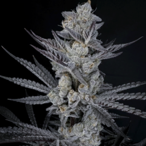 solfire gardens diamond in the back giggle gas box set