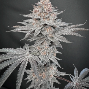 solfire gardens gastronomical giggle gas box set seeds