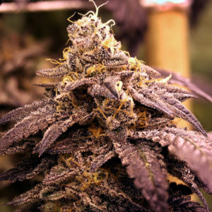 rare dankness feminized seeds