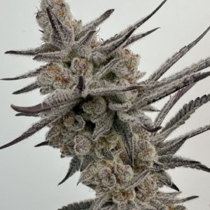 solfire gardens trich-beast-Strain-600x750 giggle gas box set