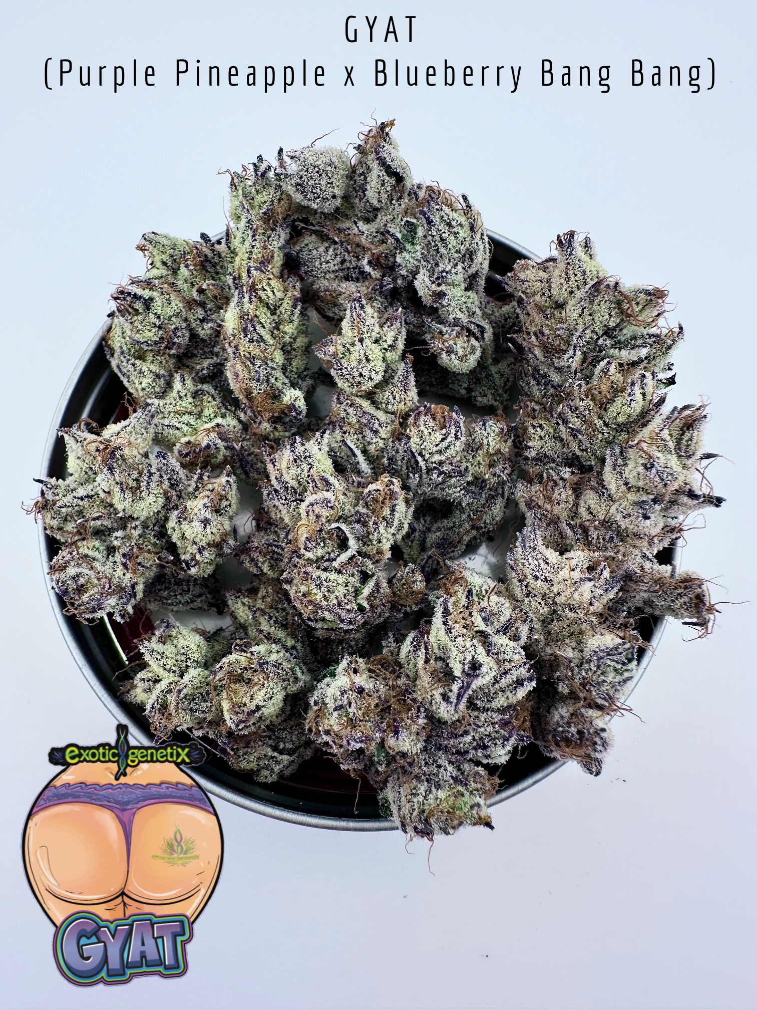 exotic genetix gyat seeds for sale