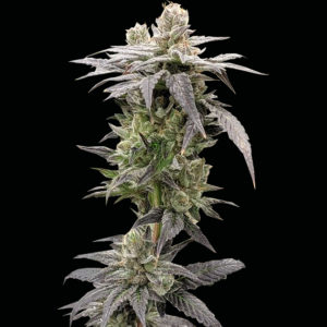 rare dankness dark saber fem seeds
