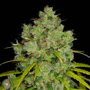 dynasty genetics pineapple guava haze