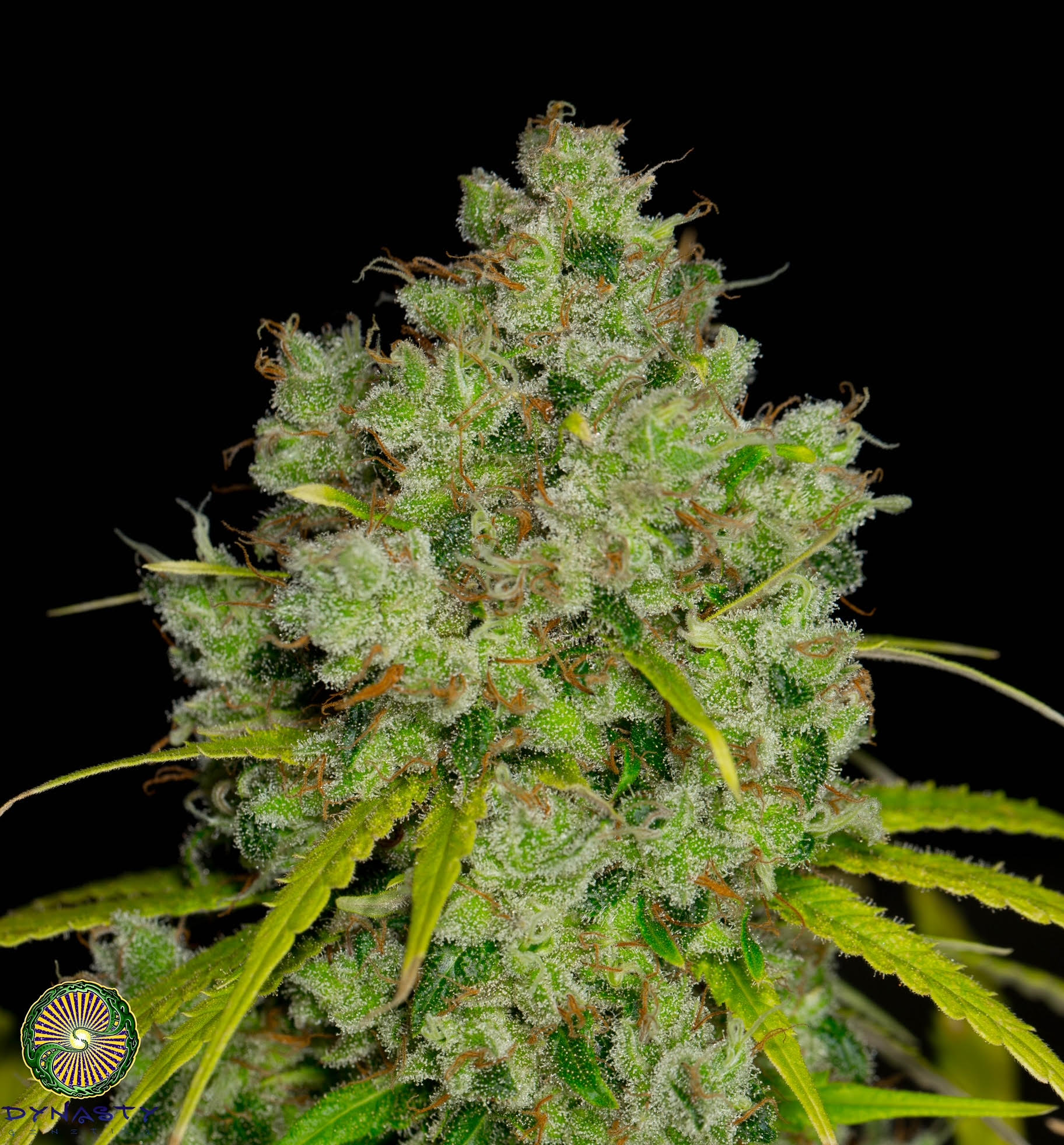 dynasty genetics pineapple guava haze