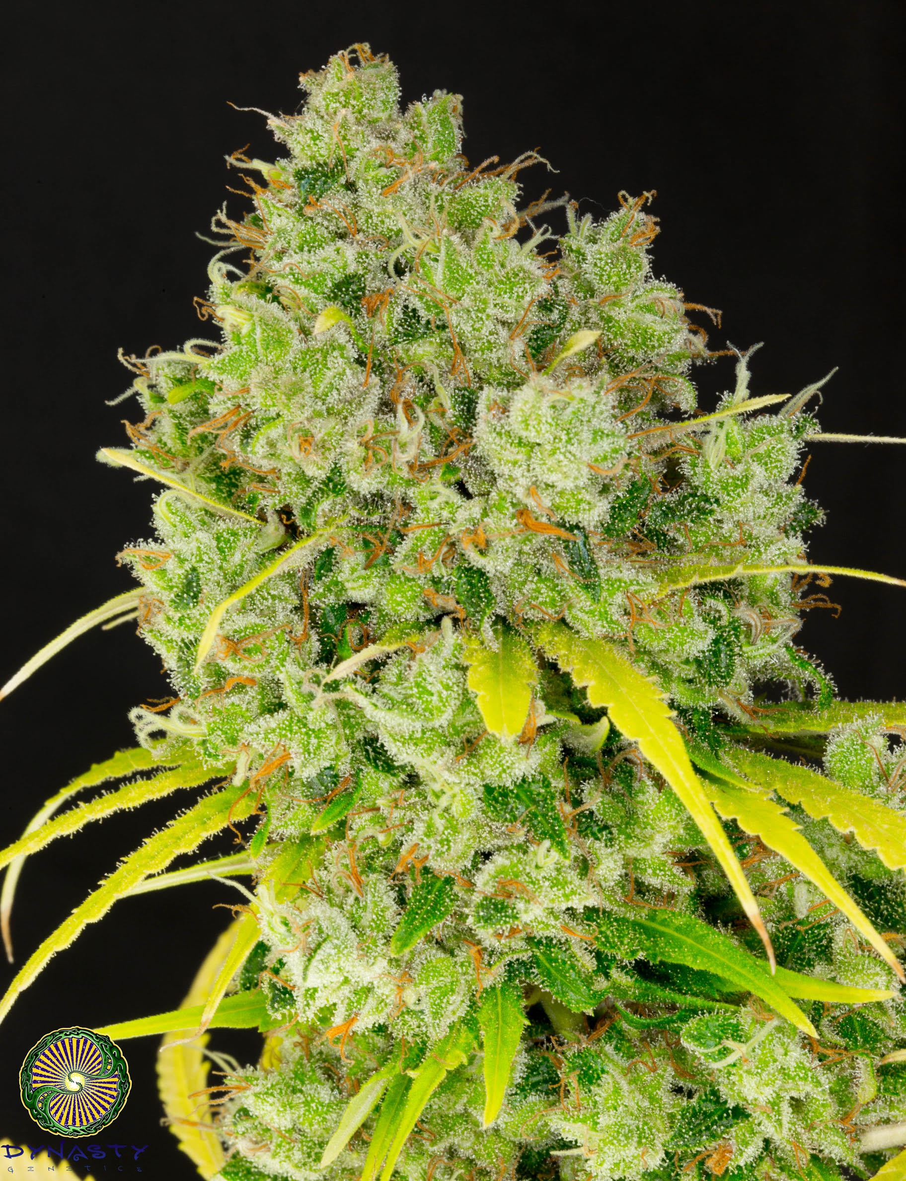 PINEAPPLE GUAVA HAZE BY DYNASTY GENETICS - Image 3