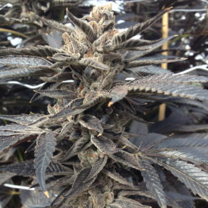 rare dankness star killer og fem seeds