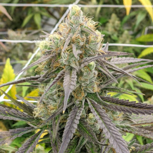 rare dankness war og fem seeds