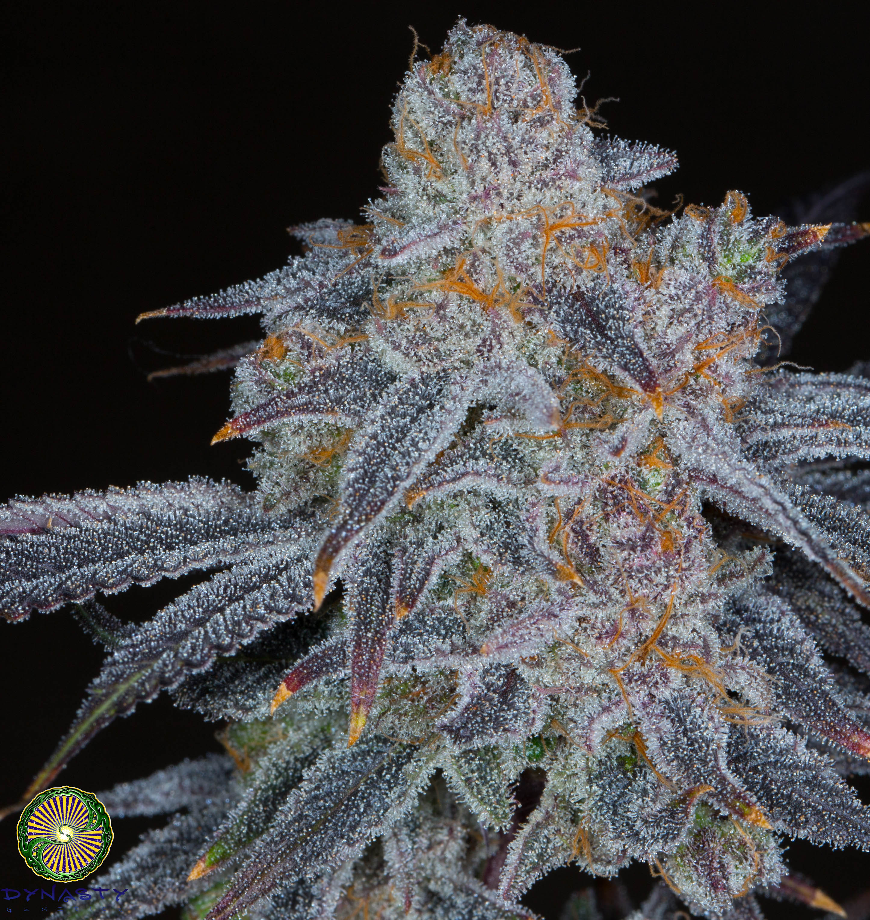 black grapefruit relic seeds