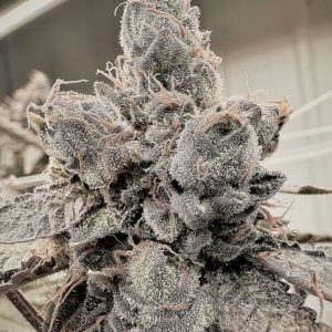 aficionado fuji fig reg seeds