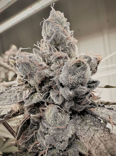 aficionado fuji fig reg seeds