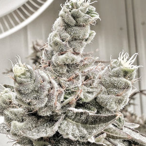 aficionado fuji fig reg seeds