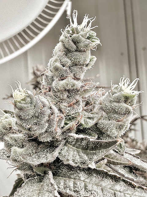 aficionado fuji fig reg seeds