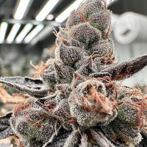 aficionado cherry yuzu seeds