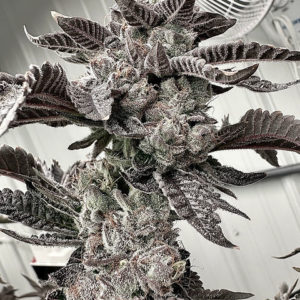 aficionado mochi melon