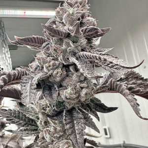 aficionado mochi melon reg seeds