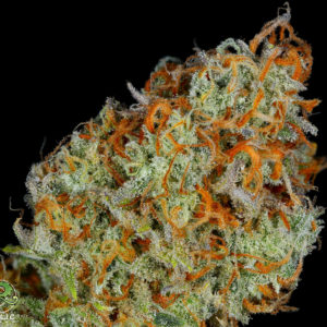 PNW GRAPEFRUIT IBL BX1 BY RELIC SEEDS *bonus pack included*