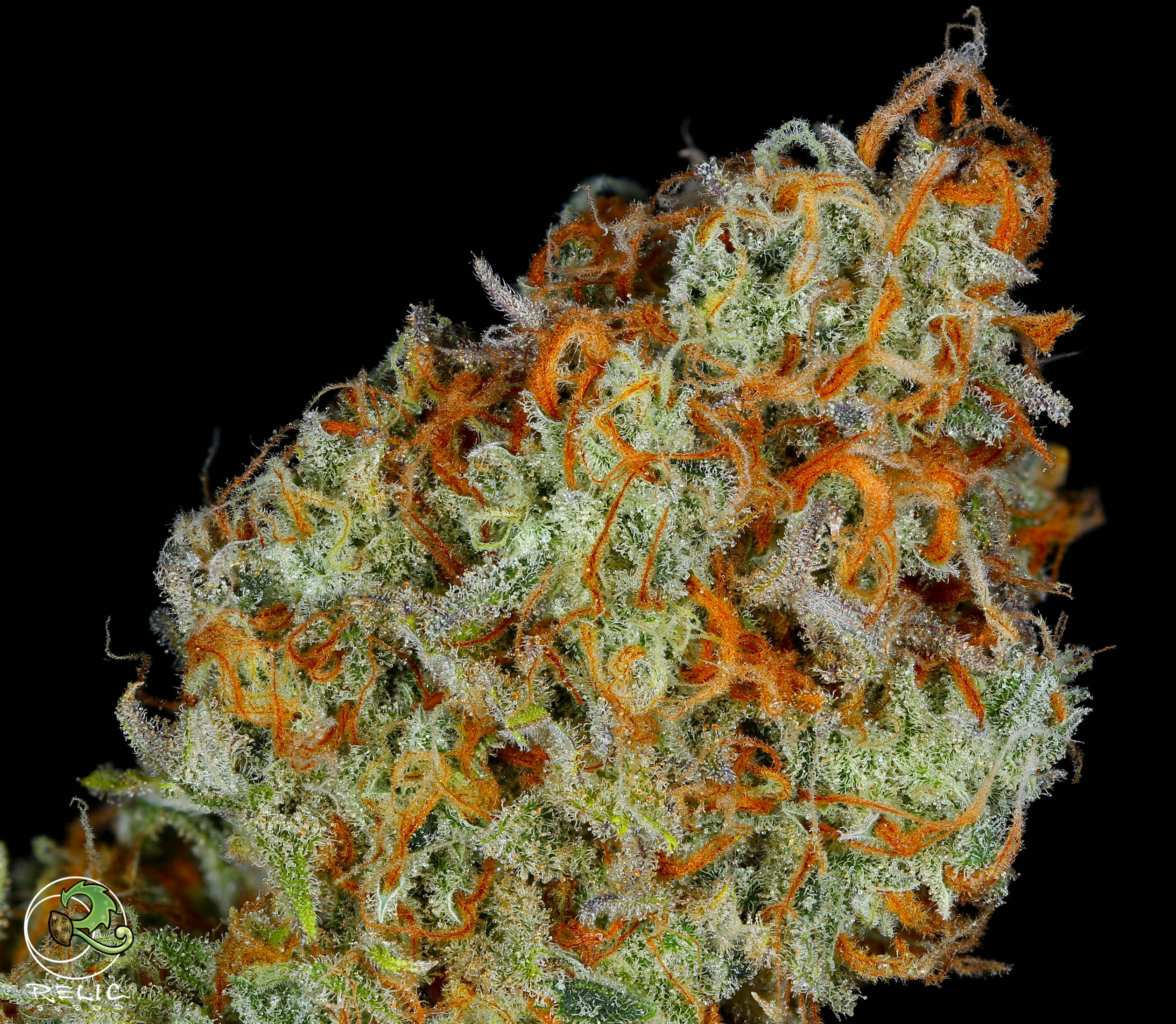 PNW GRAPEFRUIT IBL BX1 BY RELIC SEEDS *bonus pack included* - Image 4