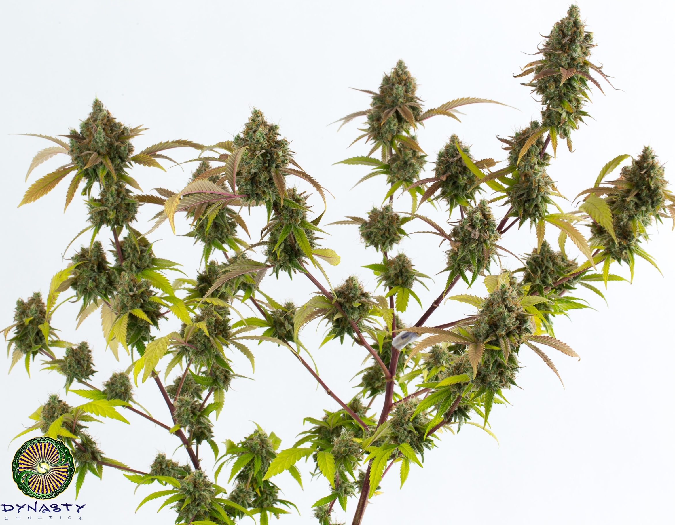 PINEAPPLE GRAPEFRUIT BY DYNASTY/RELIC SEEDS - Image 2