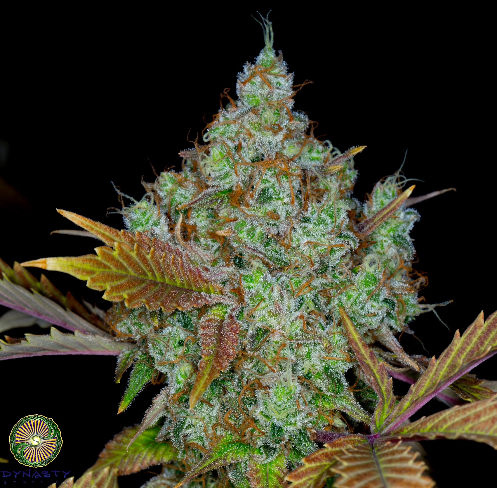 ORANGE GRAPEFRUIT BY DYNASTY/RELIC SEEDS