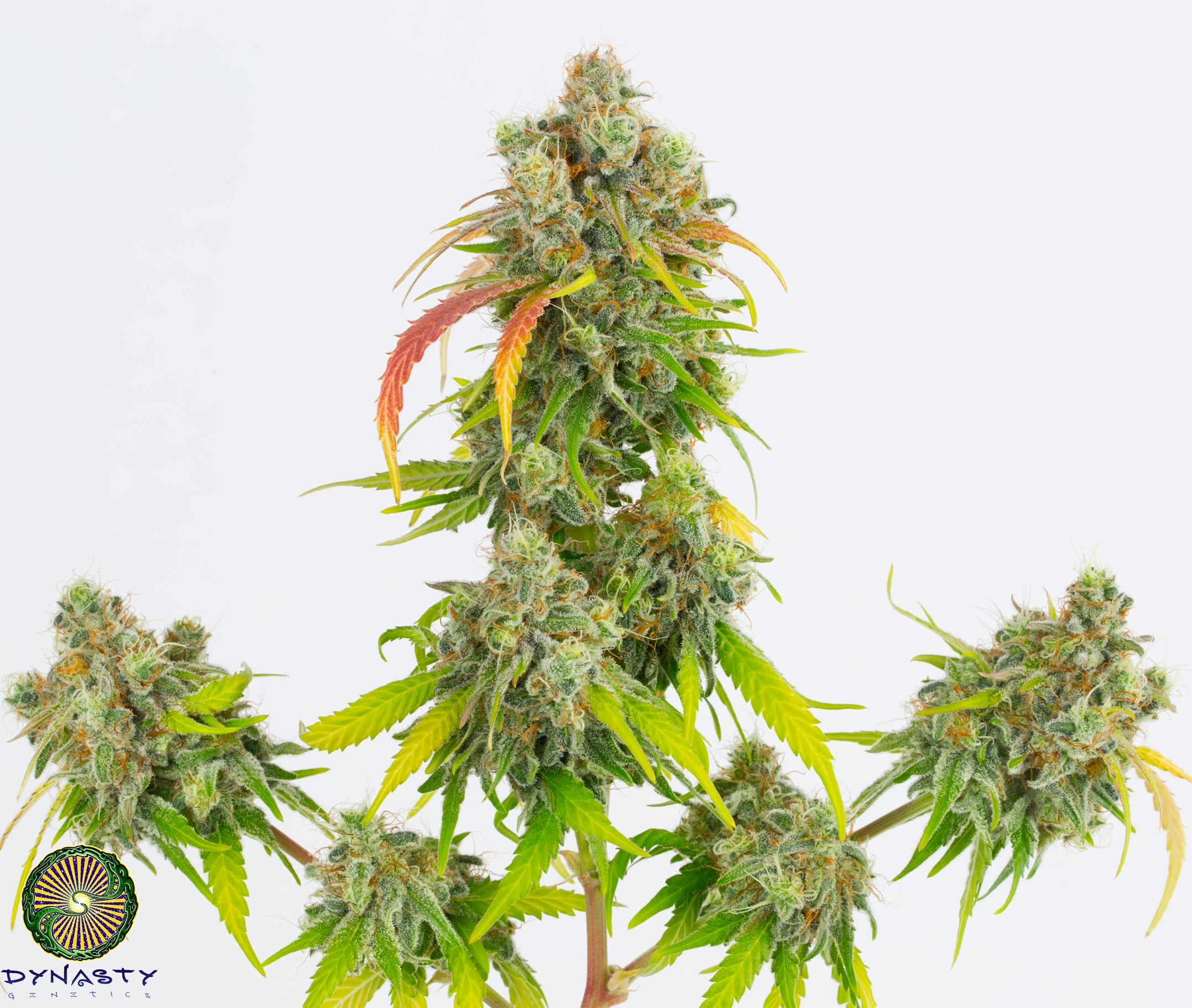 P.G. SKUNK BY DYNASTY/RELIC SEEDS - Image 2