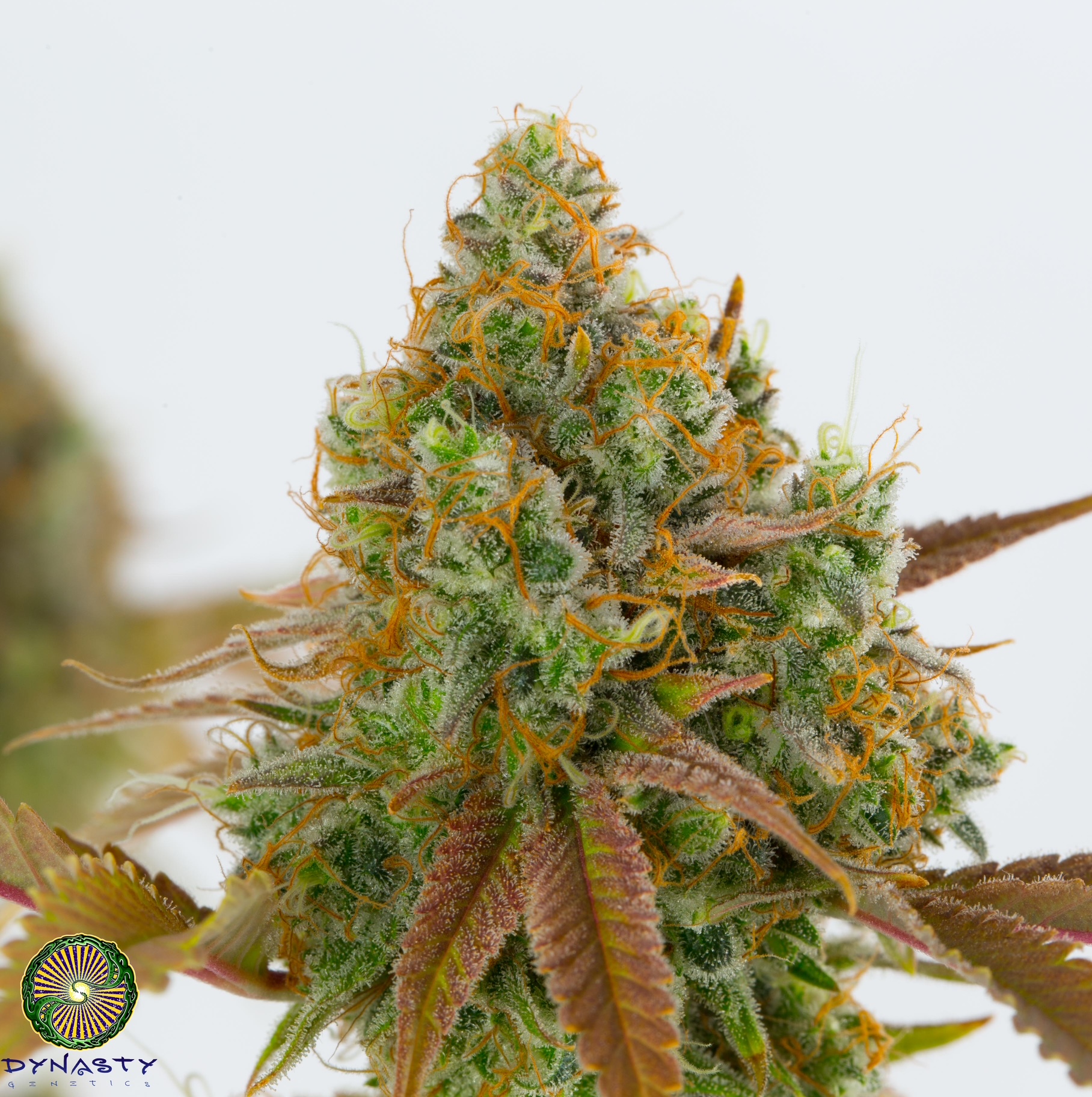 PINEAPPLE GRAPEFRUIT BY DYNASTY/RELIC SEEDS