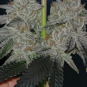 ZODASHI BY UMAMI SEED CO. *bonus pack included* - Image 2