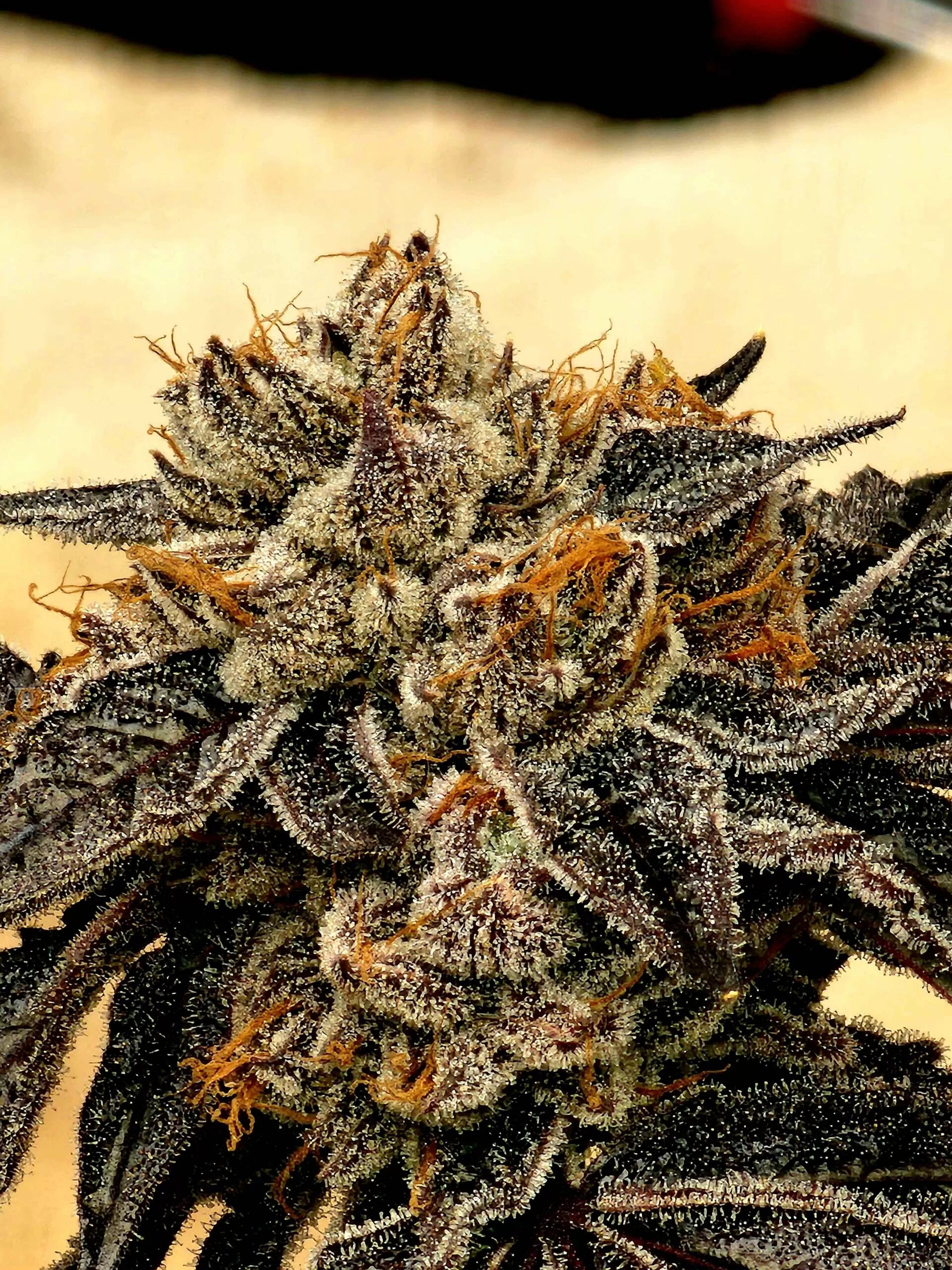 PURPLE LIMEADE BY UMAMI SEED CO. *bonus pack included* - Image 4