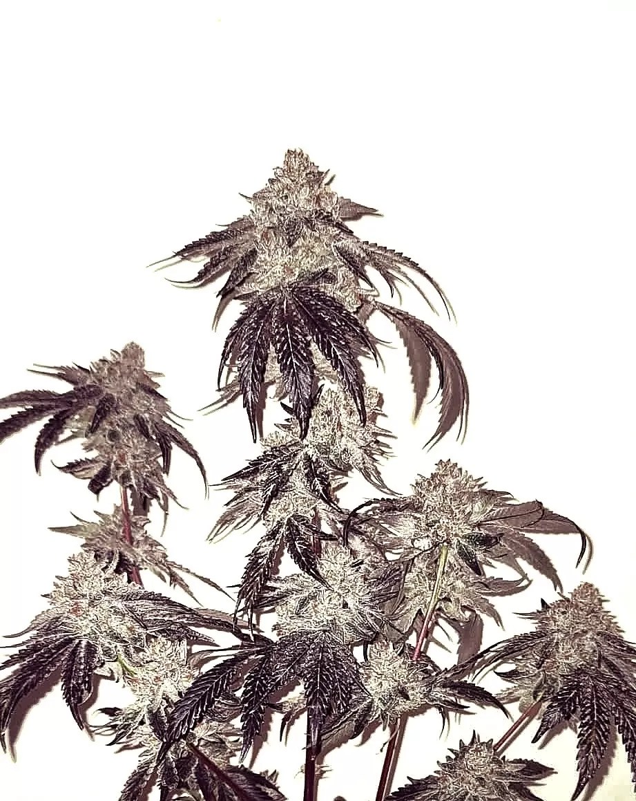 BATH HOUSE BY UMAMI SEED CO. *bonus pack included* - Image 2